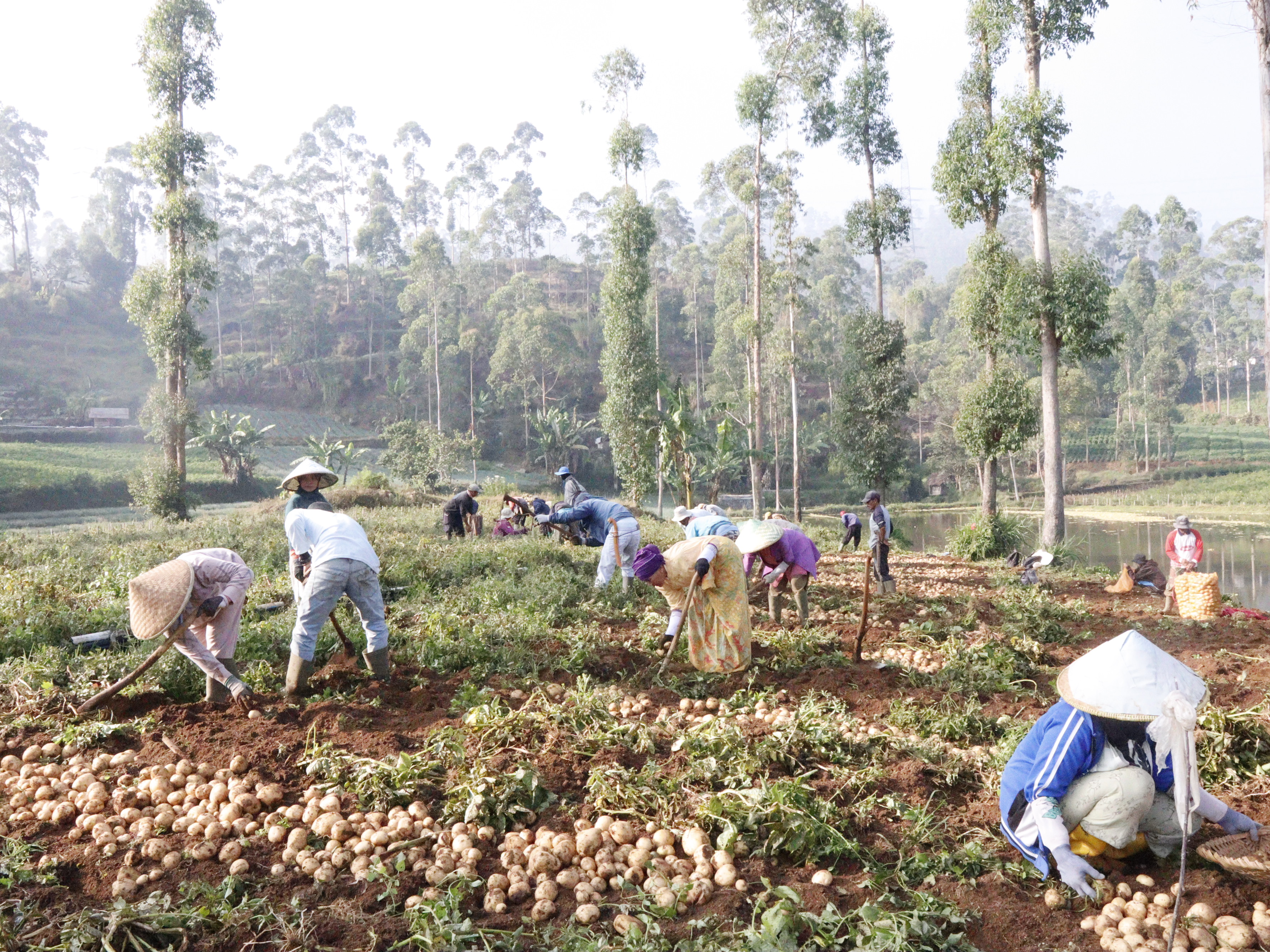 Produk Desa Cihawuk